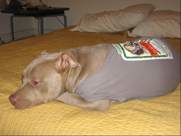Poochini says you can buy Stop Dogfighting shirts here: 